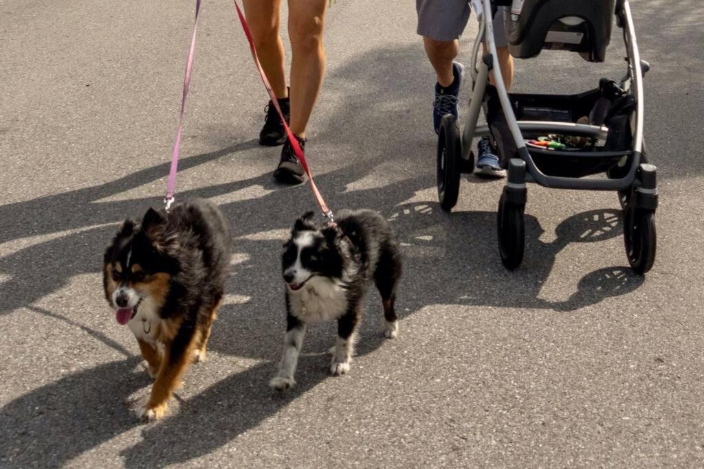 New Dog Paradise - Near The Beach Img & Downtown 브레던톤 외부 사진